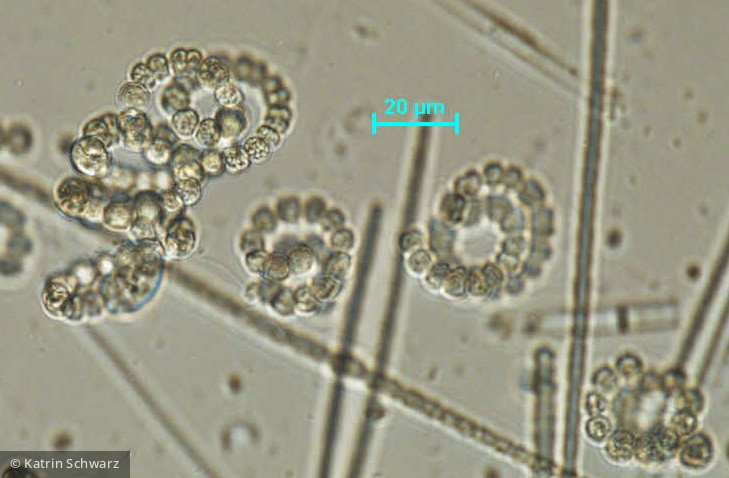 Cyanobacteria Cyanobacteria Nostocales Dolichospermum flos-aquae