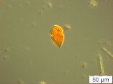 Gymnodinium_helveticum_1236076048