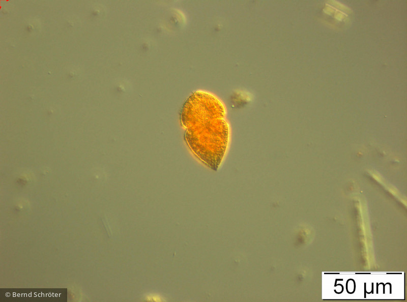 Gymnodinium_helveticum_1236076048 - Dinophyta Dinophyceae Gymnodiniales Gyrodinium helveticum