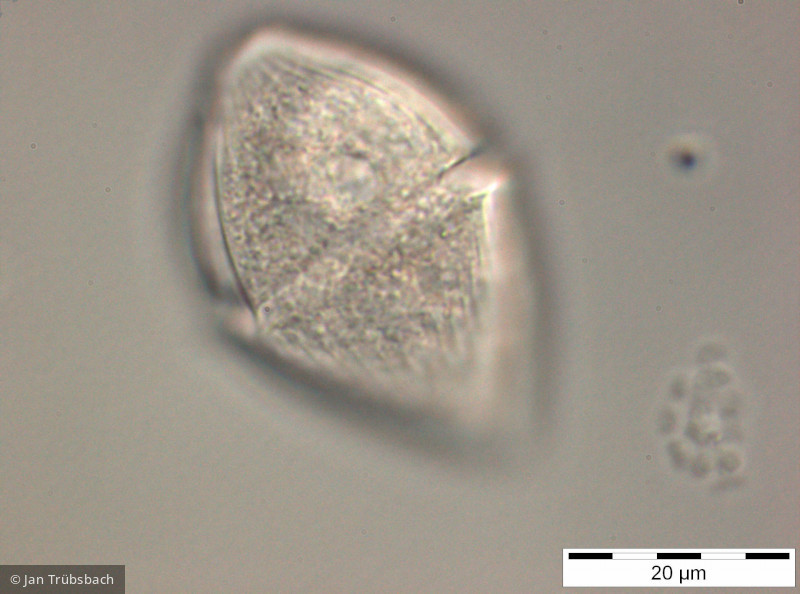 Gymnodinium_helveticum_1254210293 - Dinophyta Dinophyceae Gymnodiniales Gyrodinium helveticum