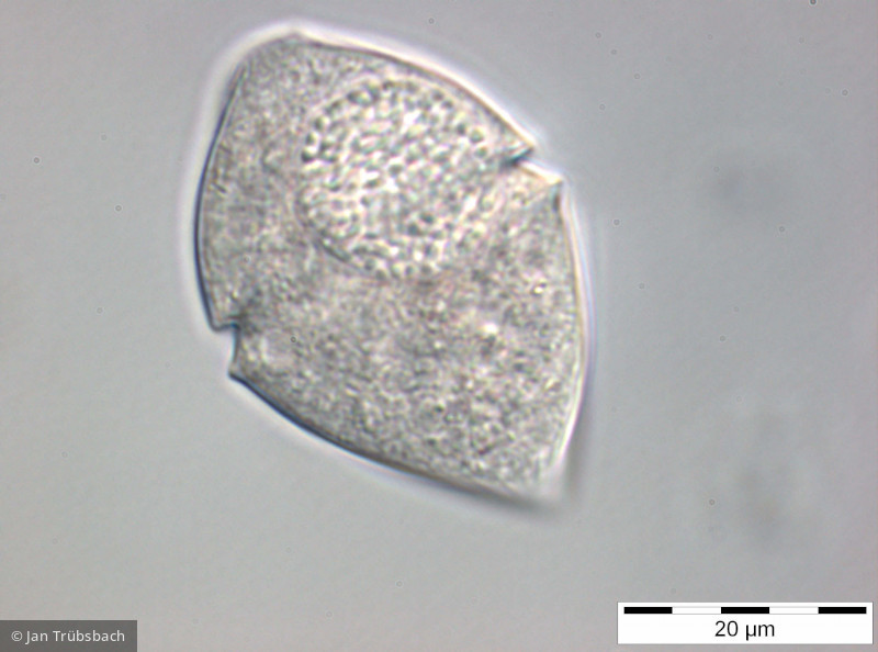 Gymnodinium_helveticum_1254210502 - Dinophyta Dinophyceae Gymnodiniales Gyrodinium helveticum