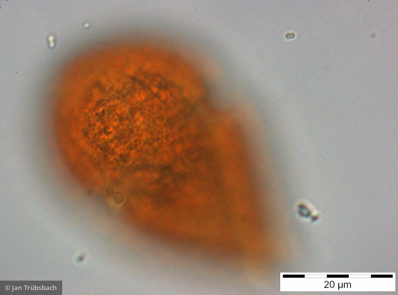 Gymnodinium_helveticum_1254225095 - Dinophyta Dinophyceae Gymnodiniales Gyrodinium helveticum