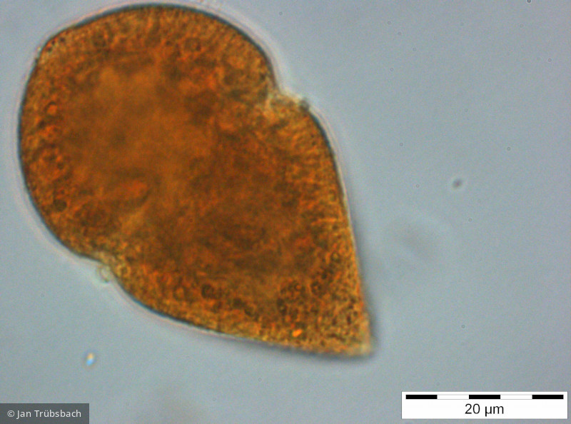 Gymnodinium_helveticum_1254225426 - Dinophyta Dinophyceae Gymnodiniales Gyrodinium helveticum