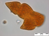 Gymnodinium_helveticum_1254227290