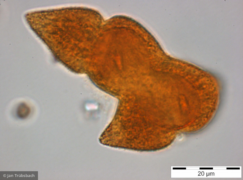 Gymnodinium_helveticum_1254227290 - Dinophyta Dinophyceae Gymnodiniales Gyrodinium helveticum