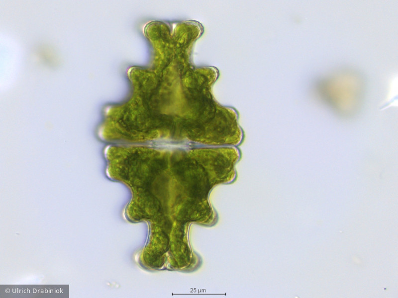 Chlorophyta Conjugatophyceae Desmidiales Euastrum humerosum