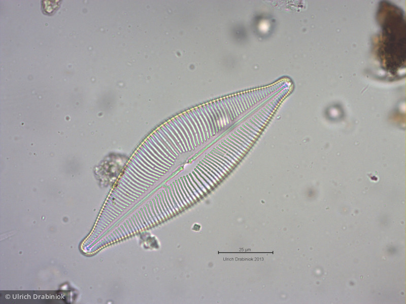 Heterocontophyta Bacillariophyceae Pennales Cymbopleura inaequalis