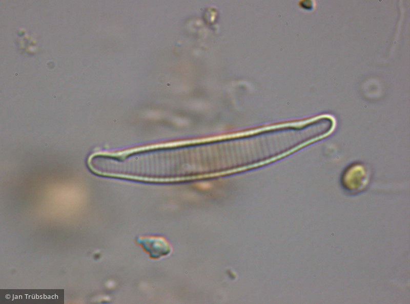 Eunotia_incisa_1273060538 - Heterocontophyta Bacillariophyceae Pennales Eunotia incisa