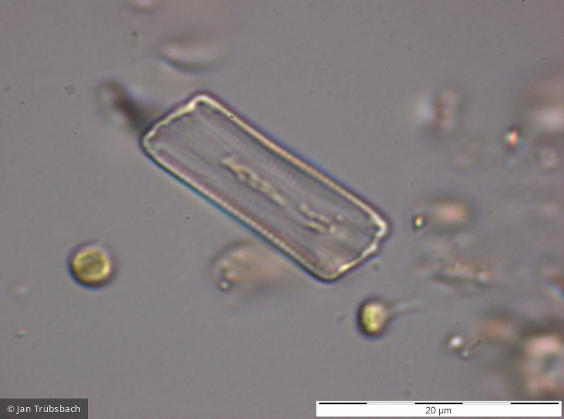 Eunotia_incisa_1273061605 - Heterocontophyta Bacillariophyceae Pennales Eunotia incisa