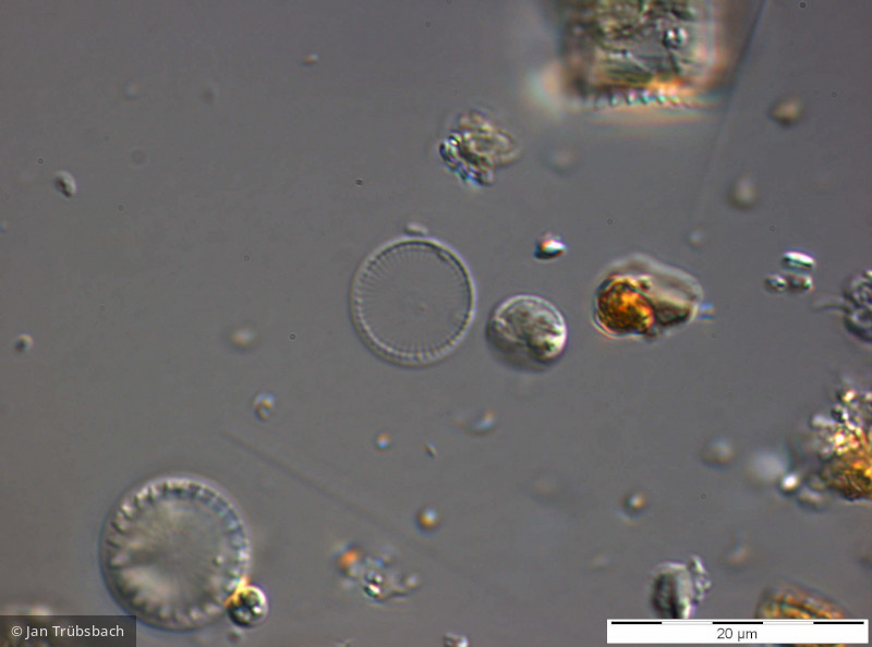 Cyclostephanos_invisitatus_1274261119 - Heterocontophyta Bacillariophyceae Centrales Cyclostephanos invisitatus