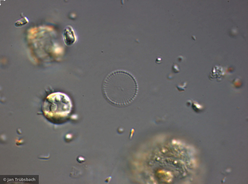 Cyclostephanos_invisitatus_1274261364 - Heterocontophyta Bacillariophyceae Centrales Cyclostephanos invisitatus