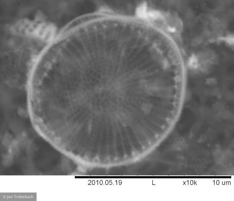 Cyclostephanos_invisitatus_1274277323 - Heterocontophyta Bacillariophyceae Centrales Cyclostephanos invisitatus