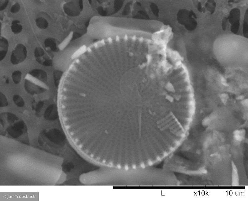 Heterocontophyta Bacillariophyceae Centrales Cyclostephanos invisitatus