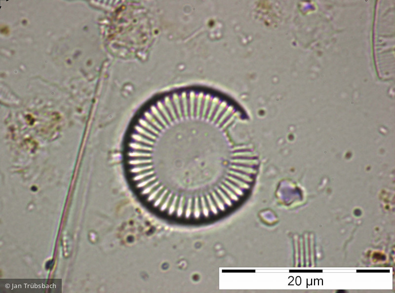 Cyclotella_meneghiniana_1228409253 - Heterocontophyta Bacillariophyceae Centrales Cyclotella meneghiniana
