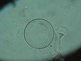 Cyclotella_meneghiniana_1229425151