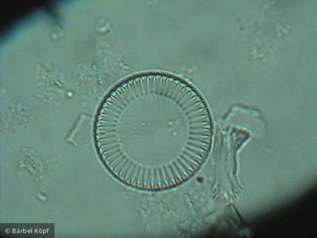 Cyclotella_meneghiniana_1229425151 - Heterocontophyta Bacillariophyceae Centrales Cyclotella meneghiniana