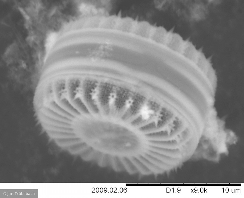 Cyclotella_meneghiniana_1233933356 - Heterocontophyta Bacillariophyceae Centrales Cyclotella meneghiniana