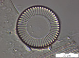 Cyclotella_meneghiniana_1235656160