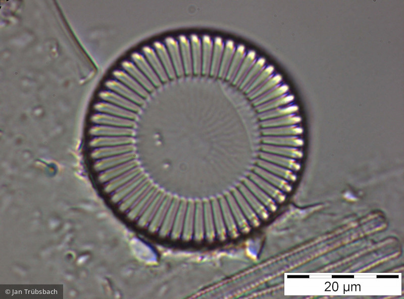 Cyclotella_meneghiniana_1235656160 - Heterocontophyta Bacillariophyceae Centrales Cyclotella meneghiniana