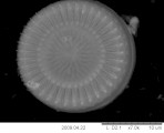 Cyclotella_meneghiniana_1253538384