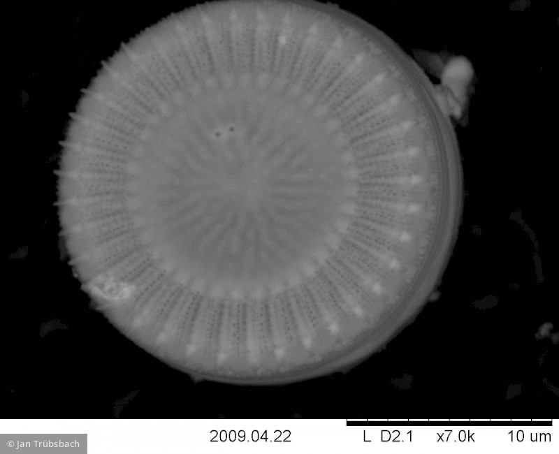 Cyclotella_meneghiniana_1253538384 - Heterocontophyta Bacillariophyceae Centrales Cyclotella meneghiniana