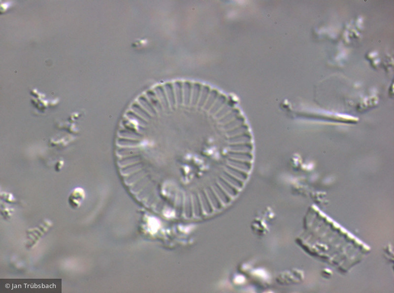 Cyclotella_meneghiniana_1265979348 - Heterocontophyta Bacillariophyceae Centrales Cyclotella meneghiniana