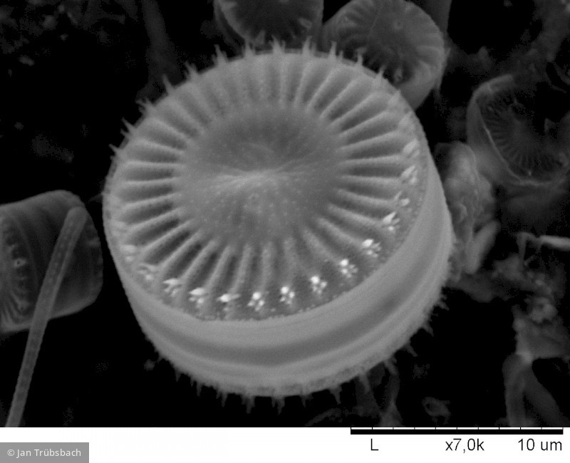 Heterocontophyta Bacillariophyceae Centrales Cyclotella meneghiniana