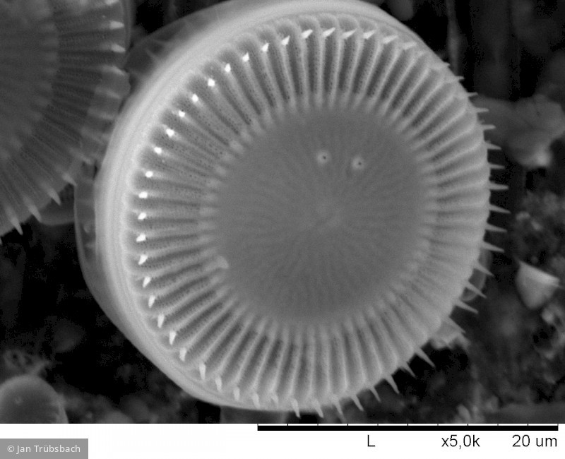 Heterocontophyta Bacillariophyceae Centrales Cyclotella meneghiniana
