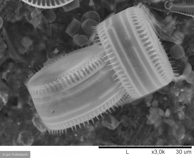 Heterocontophyta Bacillariophyceae Centrales Cyclotella meneghiniana