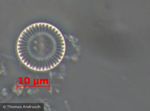 Heterocontophyta Bacillariophyceae Centrales Cyclotella meneghiniana