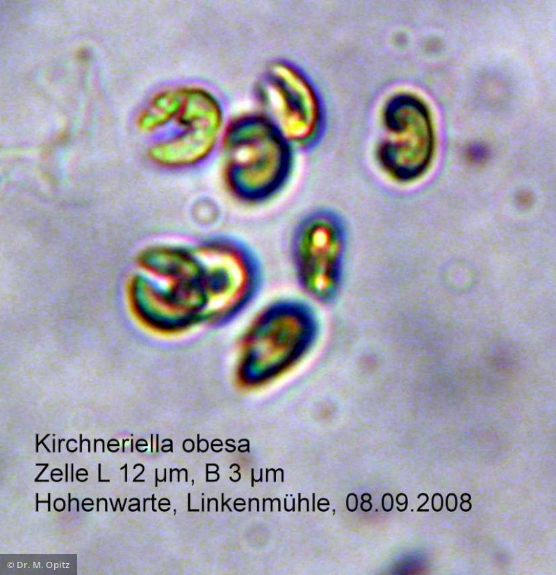 Kirchneriella_obesa_1234423080 - Chlorophyta Chlorophyceae Chlorococcales Kirchneriella obesa