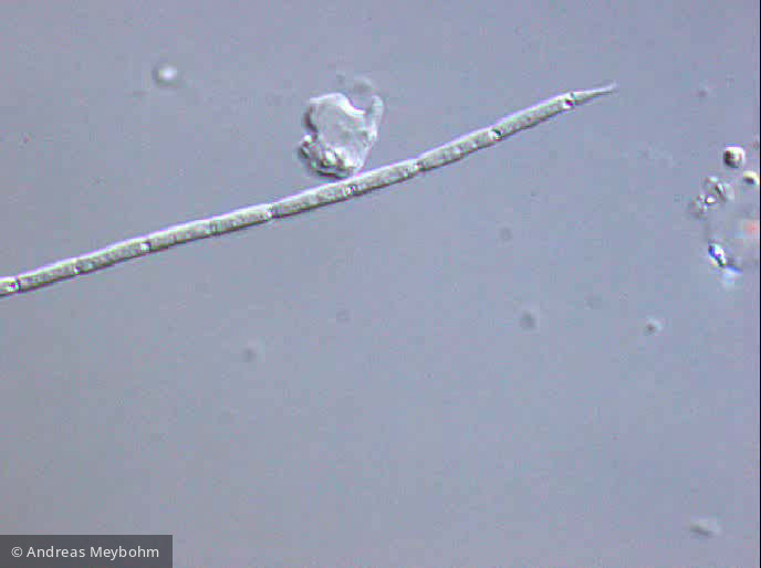 Limnothrix_obliqueacuminata_1232436352 - Cyanobacteria Cyanobacteria Oscillatoriales Limnothrix obliqueacuminata