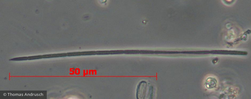Cyanobacteria Cyanobacteria Oscillatoriales Limnothrix obliqueacuminata