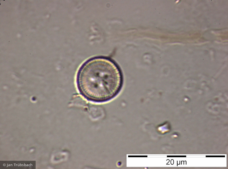 Cyclotella_ocellata_1228731830 - Heterocontophyta Bacillariophyceae Centrales Cyclotella ocellata
