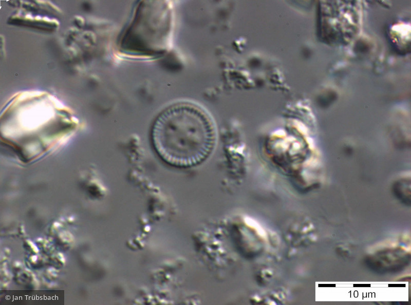 Cyclotella_ocellata_1265981673 - Heterocontophyta Bacillariophyceae Centrales Cyclotella ocellata