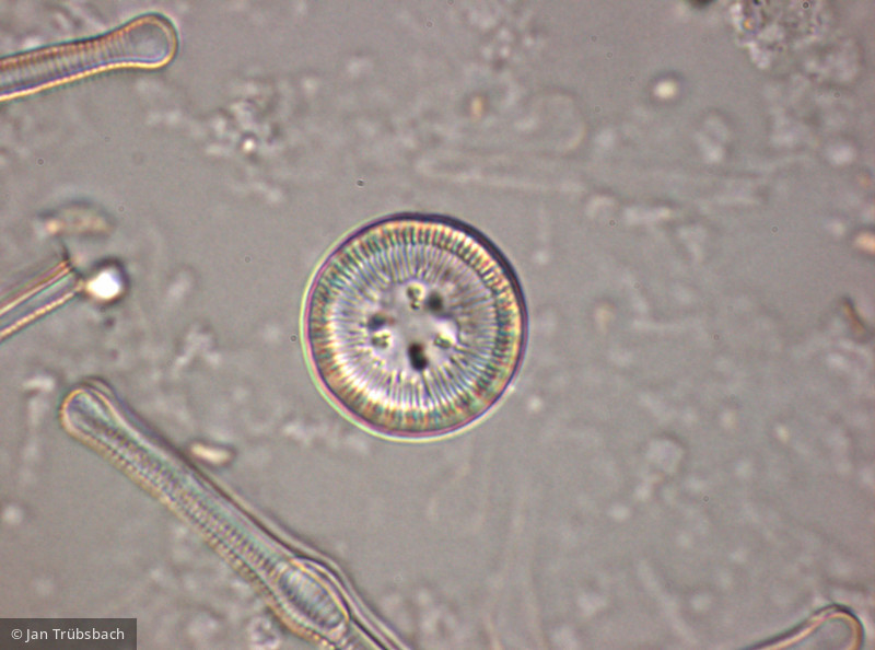 Heterocontophyta Bacillariophyceae Centrales Cyclotella ocellata