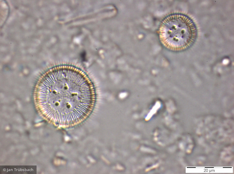 Heterocontophyta Bacillariophyceae Centrales Cyclotella ocellata