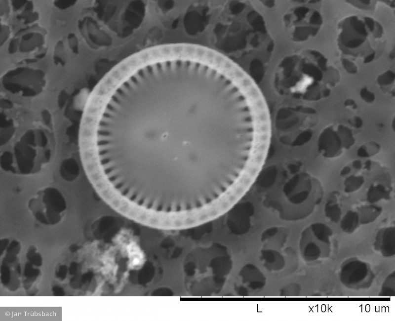 Heterocontophyta Bacillariophyceae Centrales Cyclotella ocellata