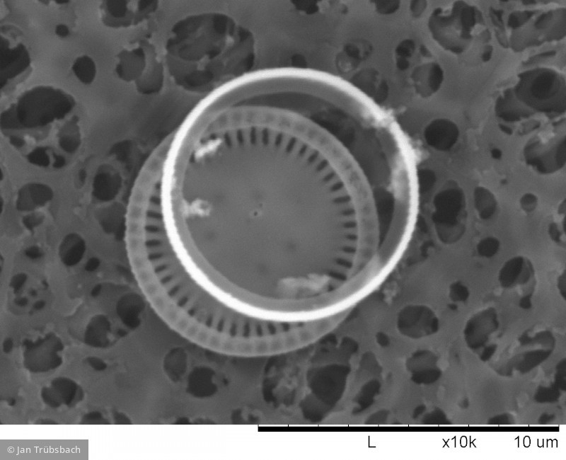 Heterocontophyta Bacillariophyceae Centrales Cyclotella ocellata