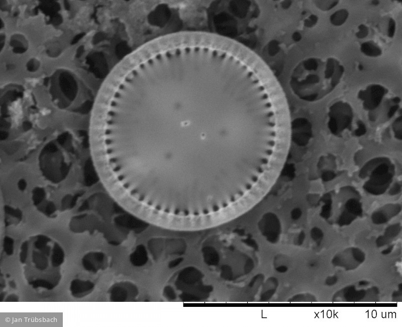 Heterocontophyta Bacillariophyceae Centrales Cyclotella ocellata