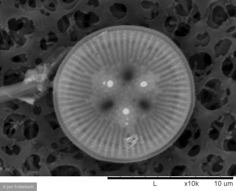 Heterocontophyta Bacillariophyceae Centrales Cyclotella ocellata