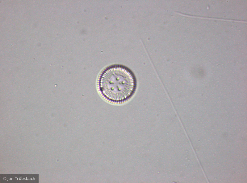 Heterocontophyta Bacillariophyceae Centrales Cyclotella ocellata