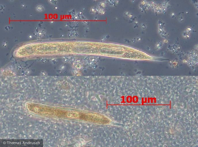 Euglenophyta Euglenophyceae Euglenales Lepocinclis oxyuris
