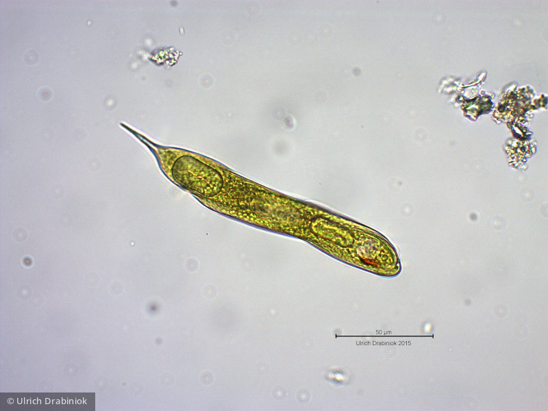 Euglenophyta Euglenophyceae Euglenales Lepocinclis oxyuris