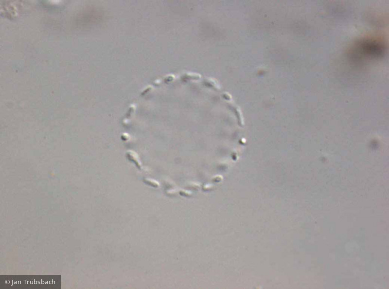 Lemmermanniella_pallida_1253542941 - Cyanobacteria Cyanobacteria Chroococcales Lemmermanniella pallida