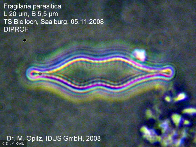 Fragilaria_parasitica var. subconstricta_1233225715 - Heterocontophyta Bacillariophyceae Pennales Pseudostaurosira parasitica var. subconstricta
