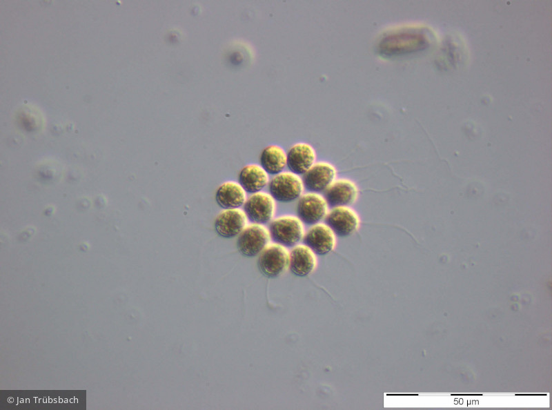Gonium pectorale - Chlorophyta Chlorophyceae Volvocales Gonium pectorale