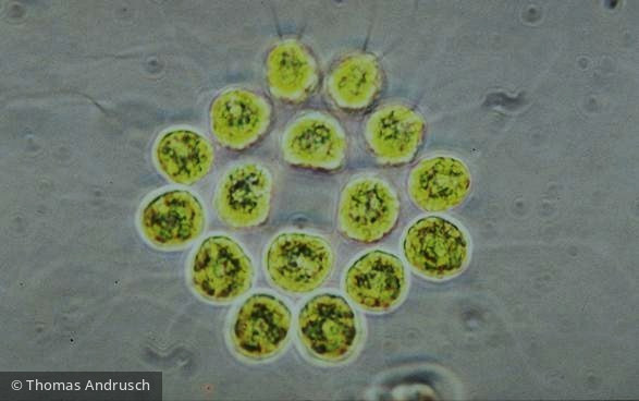 Gonium pectorale - Chlorophyta Chlorophyceae Volvocales Gonium pectorale