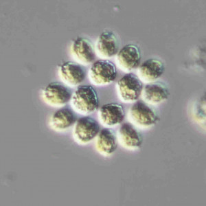 Gonium pectorale