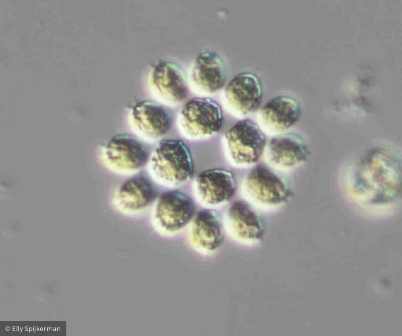 Gonium pectorale - Chlorophyta Chlorophyceae Volvocales Gonium pectorale